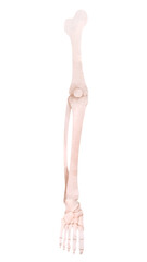 ヒトの脚の骨の水彩風イラスト