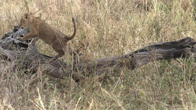 Lion cubs playing in savannah, Africa, close up, 2022
Medium shot of lion cub, Africa savanna,2022
