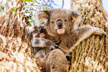 Fotobehang Mother and baby koala sitting in Australian eucalypt tree © Caseyjadew