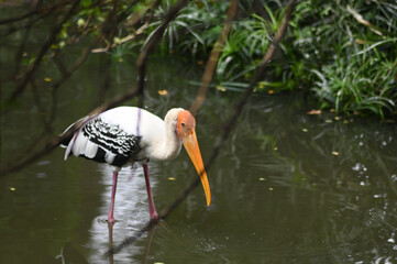 Painted Stork fishing in Lake. Migratory bird image.