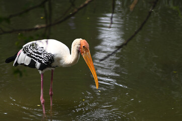 Painted Stork fishing in Lake. Migratory bird image.