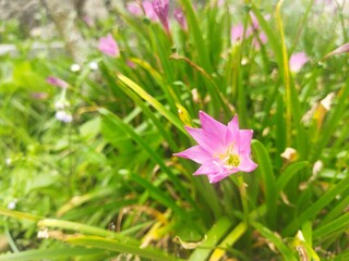 Pink Flowers in Spring With Background Bokeh