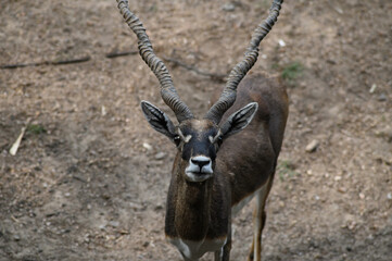Closeup Image of Blackbuck looking into the camera.