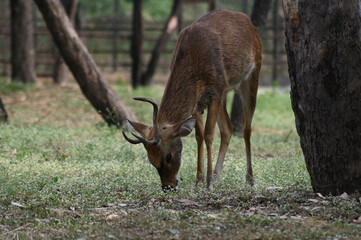 Sangai or Thamin deer standing near a tree.