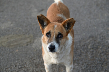 Closeup Image of a Street Dog