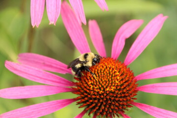 bee on flower