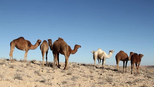 Camel group standing in desert with blue sky Israel
Camel in dead sea desert, Israel,2022
