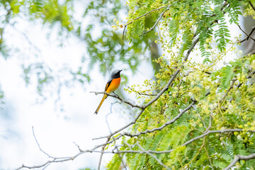 The Small Minivet on a branch