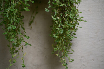 Background Concept having a hanging pot with turtle vines growing in it.