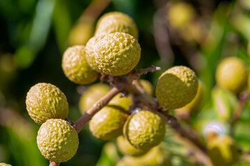 Longan (Dimocarpus longan) is a small, round, sweet, and watery fruit that is verry similar to lychee fruit. It has a yellowish-brown thick shell.