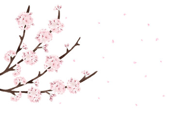 桜の花が散る　透過素材