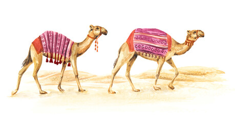 Camels in the desert. Hand drawn watercolor illustration isolated on white background
