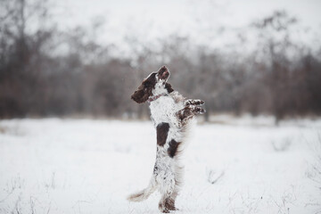 english springer spaniel portrait in the winter . dog outdoors in the snow
