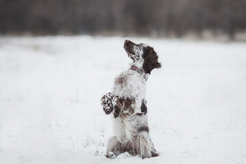 english springer spaniel portrait in the winter . dog outdoors in the snow
