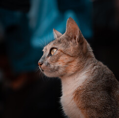 Fototapeta na wymiar Cat Portrait with glimmering cat eyes