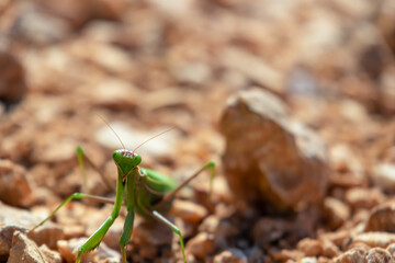 Close up view on green European mantis near Goli Vrh, Montenegro, Balkan, Europe. Large hemimetabolic insect called praying mantis. Watching animal in wilderness. Selective focus, blurred background