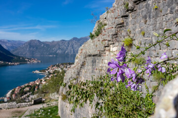 Purple bellflower with panoramic view from Kotor city walls on Kotor bay in sunny summer, Adriatic Mediterranean Sea, Montenegro, Balkan Peninsula, Europe. Fjord winding along coastal towns