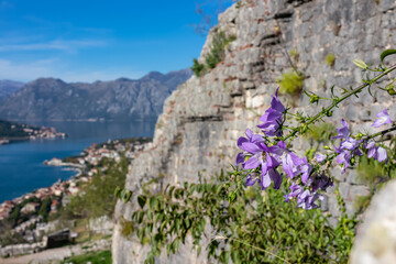 Purple bellflower with panoramic view from Kotor city walls on Kotor bay in sunny summer, Adriatic Mediterranean Sea, Montenegro, Balkan Peninsula, Europe. Fjord winding along coastal towns