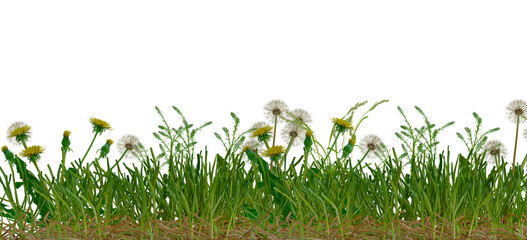 grass and daisy isolated on empty background premium png