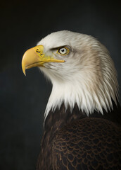 Obraz premium closeup of an american bald white eagle with a gaze sharp look on dark background
