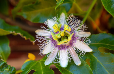 granadilla, passiflora, or passionfruit flower