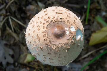 Cap of parasol mushroom Macrolepiota procera with original pattern of brown scales in circles, in background of dark dry leaves which highlight silver color of the cap. Top view