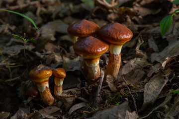 Mushroom season. Autumn in the park. Slippery Jack edible cattails Suillus luteus