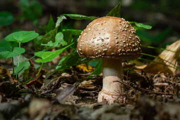 this mushroom is an amanita rubescens and it grows in the forest
