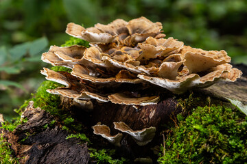 Anise mazegill, a brown rot fungus, Gloeophyllum odoratum
