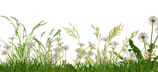 green grass and daisy isolated on empty background