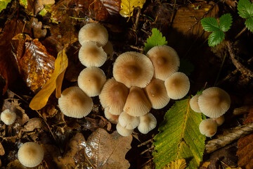 Poison Pie Mushroom Hebeloma crustuliniforme growing through the autumnal leaves