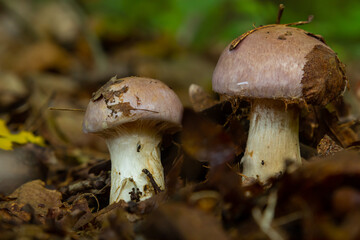 Small Gassy webcap, Cortinarius traganus, poisonous mushrooms in forest close-up, selective focus, shallow DOF