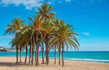 Obraz na płótnie Canvas group of palm tree and mediterranean sea- coast blanca in Spain
