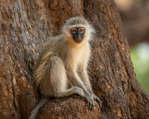 Vervet Monkey sitting in a tree staring at the camera