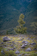 mountain river in the mountains