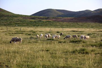  A flock of sheep are eating grass on the grassland