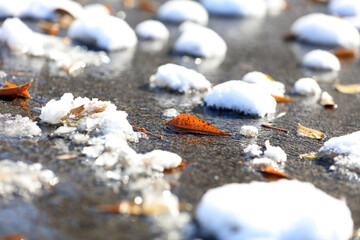 Fallen leaves in the snow