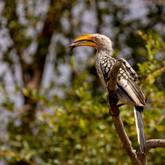 yellow hornbill with a millipede snack