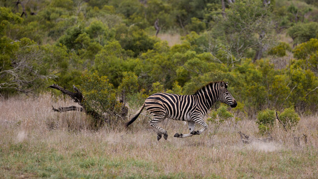 a Zebra in running motion