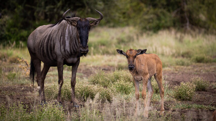 Naklejka na ściany i meble a blue wildebeest calf in the wild