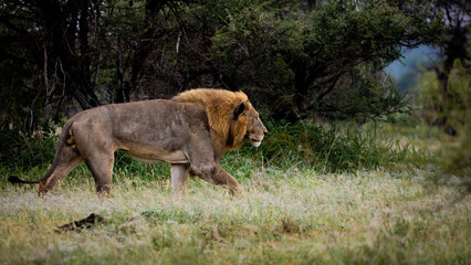 a lion with a red mane