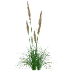 Fototapeta premium Close up ear of wheat premium png