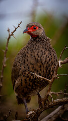 close up of a Swainson's spurfowl