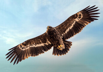 steppe eagle in wildlife, wildlife photosa of an eagle, The steppe eagle is a large bird of prey....