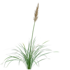 wheat isolated on empty background