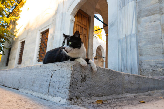 Stray cats of Istanbul. A stray cat sitting on the stairs of a mosque