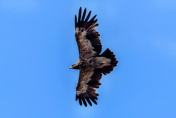 steppe eagle in wildlife, wildlife photosa of an eagle, The steppe eagle is a large bird of prey. Like all eagles, it belongs to the family Accipitridae