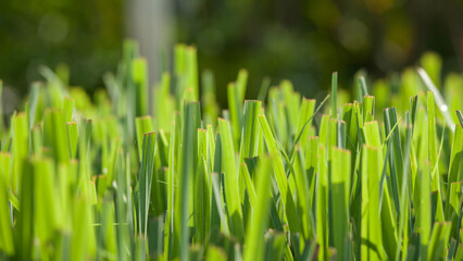 lemongrass leaf in the morning light
