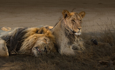 Male lion sleeps next to watching lioness