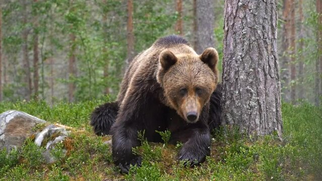 Close up on a massive bear seated while eating some forest food
